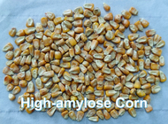 Odporna na prebiotyki kukurydza skrobia o wysokiej zawartości amylozy HAMS Rozpuszczalny błonnik pokarmowy