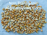Skrobia kukurydziana o niskim indeksie glikemicznym, niemodyfikowana genetycznie, odporna na spożycie RS2 o wysokiej zawartości błonnika